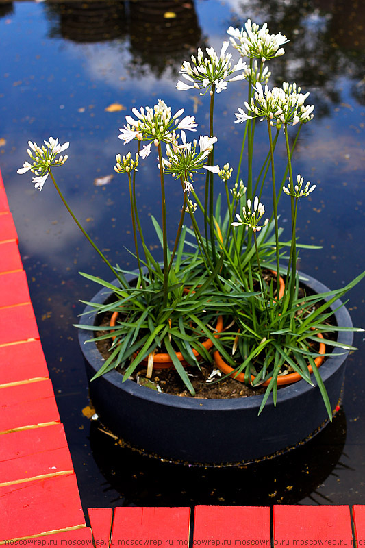 Московский репортаж, Москва, Парк Горького, Moscow Flower Show