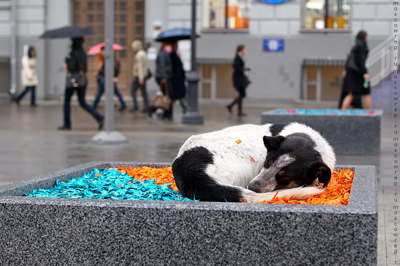 Москва, Московский репортаж, Москва пешеходная, пешеходная зона