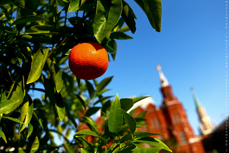 Москва, Московский репортаж,  Московское варенье