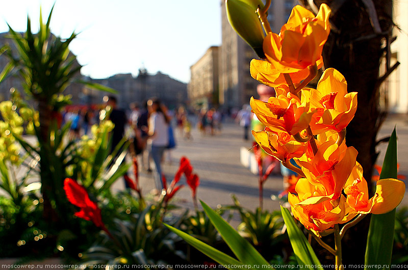 Москва, Московский репортаж,  Московское варенье