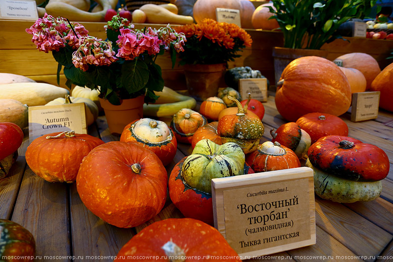 Москва, Московский репортаж, Аптекарский огород, Краски осени