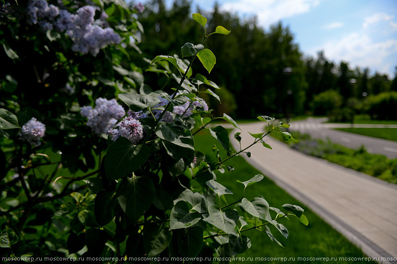 Московский репортаж, Москва, Сад будущего, парк, Moscow, Park, Garden of the future